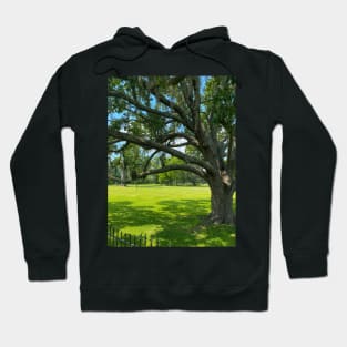 Stately Trees at Jean Lafitte National Historical Park  Louisiana Hoodie